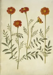 Tagetes patula (œillet d