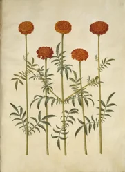 Tagetes patula (œillet d