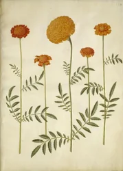 Tagetes patula; Tagetes erecta