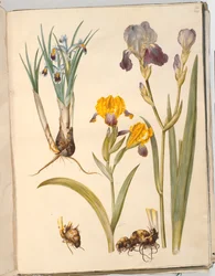 Titre : Iris persica (iris persan); Iris variegata (iris bigarré); Iris ×sambucina (iris de sureau)