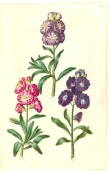 Page de titre. Couronne de fleurs