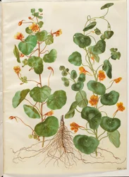 Tropaeolum minus (petite capucine)