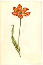 Tulipa gesneriana (tulipe de jardin)