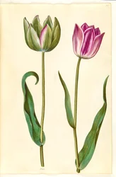 Tulipa gesneriana (tulipe de jardin)