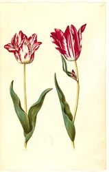 Tulipa gesneriana (tulipe de jardin)