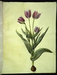 Tulipa gesneriana (tulipe de jardin)