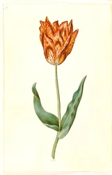 Tulipa gesneriana (tulipe de jardin)