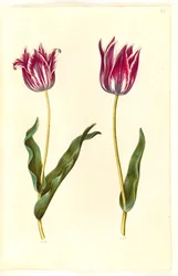 Tulipa gesneriana (tulipe de jardin)