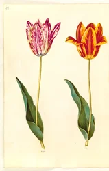Tulipa gesneriana (tulipe de jardin)