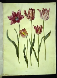 Tulipa gesneriana (tulipe de jardin)