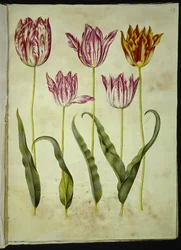 Tulipa gesneriana (tulipe de jardin)