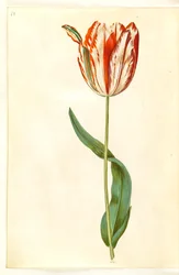 Tulipa gesneriana (tulipe de jardin)