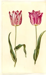 Tulipa gesneriana (tulipe de jardin)