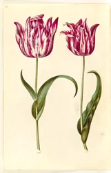 Tulipa gesneriana (tulipe de jardin)