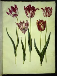 Tulipa gesneriana (tulipe de jardin)