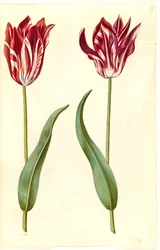 Tulipa gesneriana (tulipe de jardin)