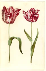 Tulipa gesneriana (tulipe de jardin)