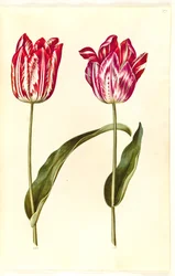 Tulipa gesneriana (tulipe de jardin)