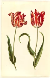 Tulipa gesneriana (tulipe de jardin)