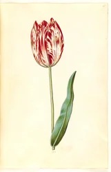 Tulipa gesneriana (tulipe de jardin)