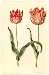 Tulipa gesneriana (tulipe de jardin)