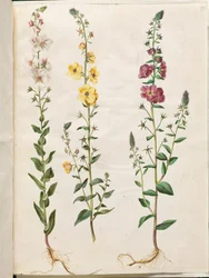 Verbascum blattaria (molène en épi); Verbascum phoeniceum (molène pourpre)