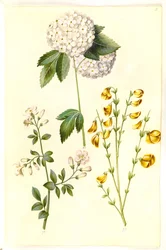Viburnum opulus (boule de neige); Jasminum officinale (jasmin officinal); Cytisus scoparius (genêt à balais)