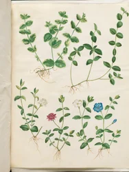 Vinca minor (petite pervenche)