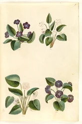 Viola odorata (violette de mars)