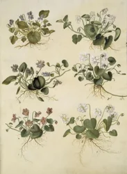 Viola odorata (violette de mars)