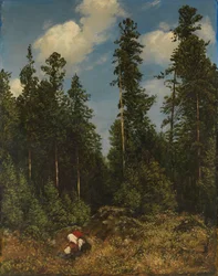 Sapins de la Forêt-Noire