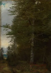 Hêtre à la lisière de la forêt