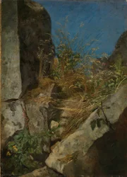 Herbes entre les rochers