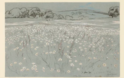 Prairie aux marguerites