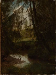Sapin près du ruisseau forestier