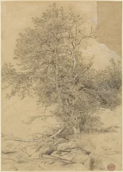 Pâturage au bord du ruisseau