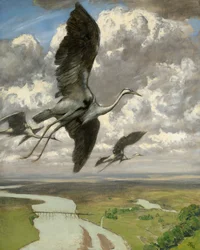 Oiseaux merveilleux