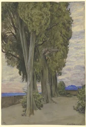 Cyprès à la Villa d