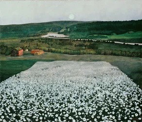 Prairie fleurie dans le Nord