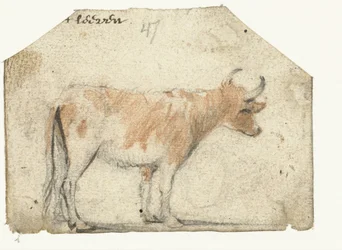 Vache, de côté