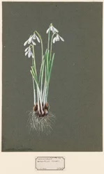 Galanthus nivalis L. Perce-neige, vers 1903-1915