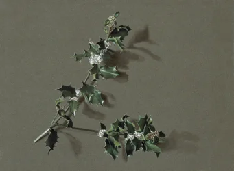 Ilex aquifolium L. Houx commun, vers 1870-1920