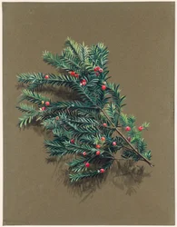 Taxus baccata L. If, vers 1903-1915