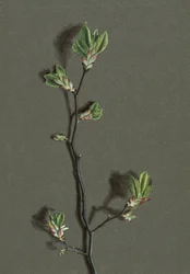 Ulmus glabra Huds (orme de montagne)