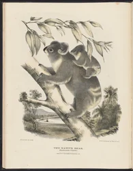 Mammifères d