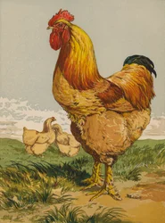 Coq Cochin fauve