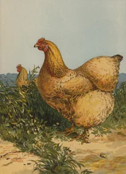 Poule Cochin fauve (chromolithographie)