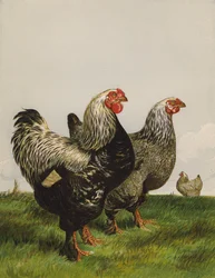 Brahmas foncés (chromolithographie)