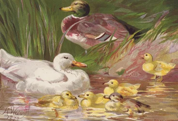 Canards et canetons