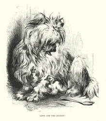 Gipsy et le poulet (gravure)